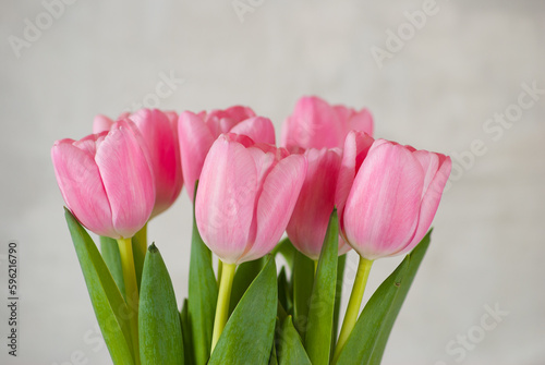 Fototapeta Naklejka Na Ścianę i Meble -  pink tulips close-up on a gray background
