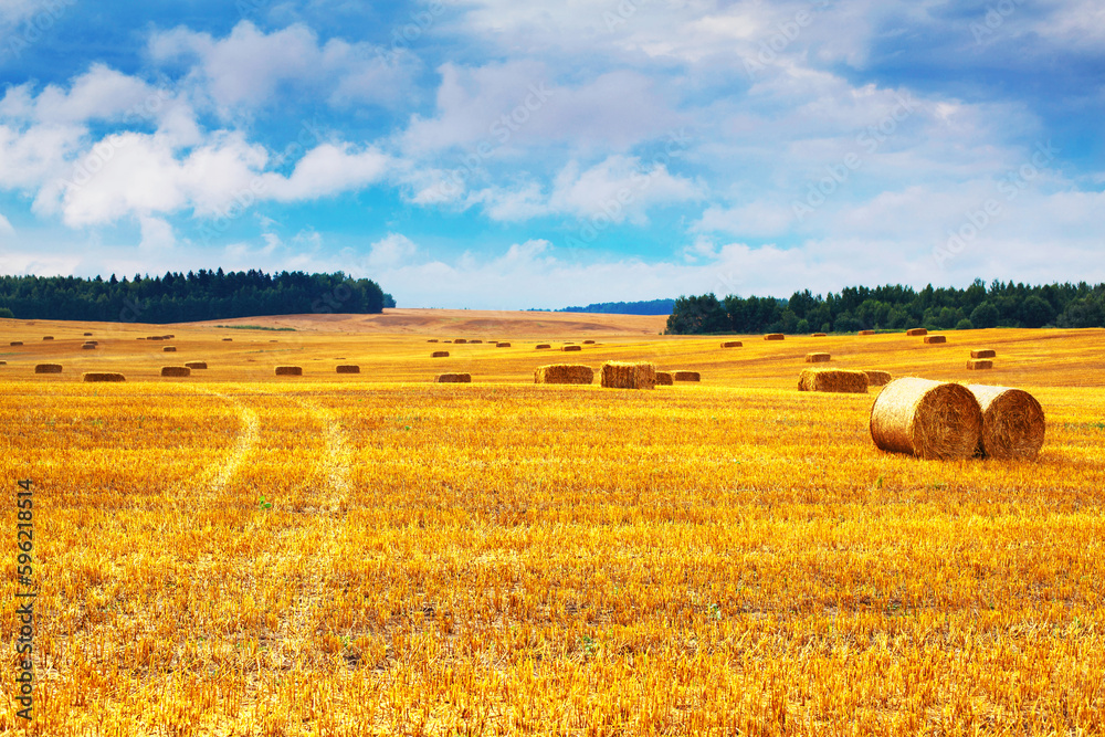Fototapeta premium Beautiful landscape with hay straw bales after harvest in summer. Haystacks on field