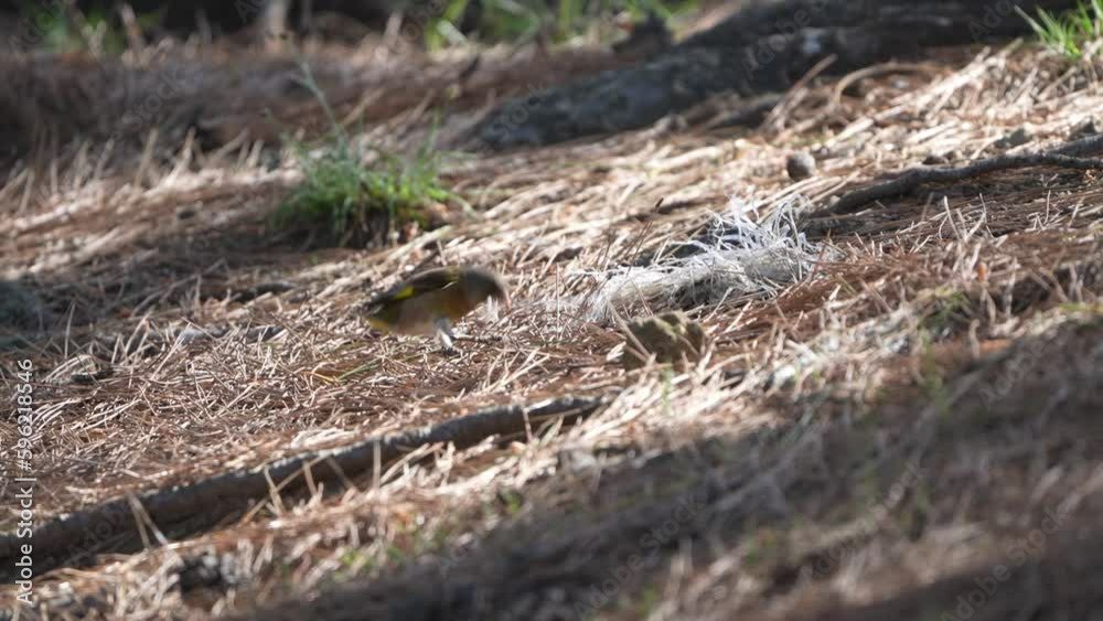 oriental greenfinch is collecting nest materials oriental greenfinch is collecting nest materials