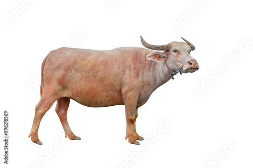 buffalo taro isolated on a white background