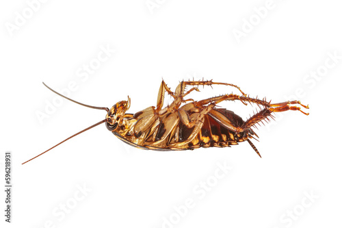 cockroaches isolated on white background with clipping path