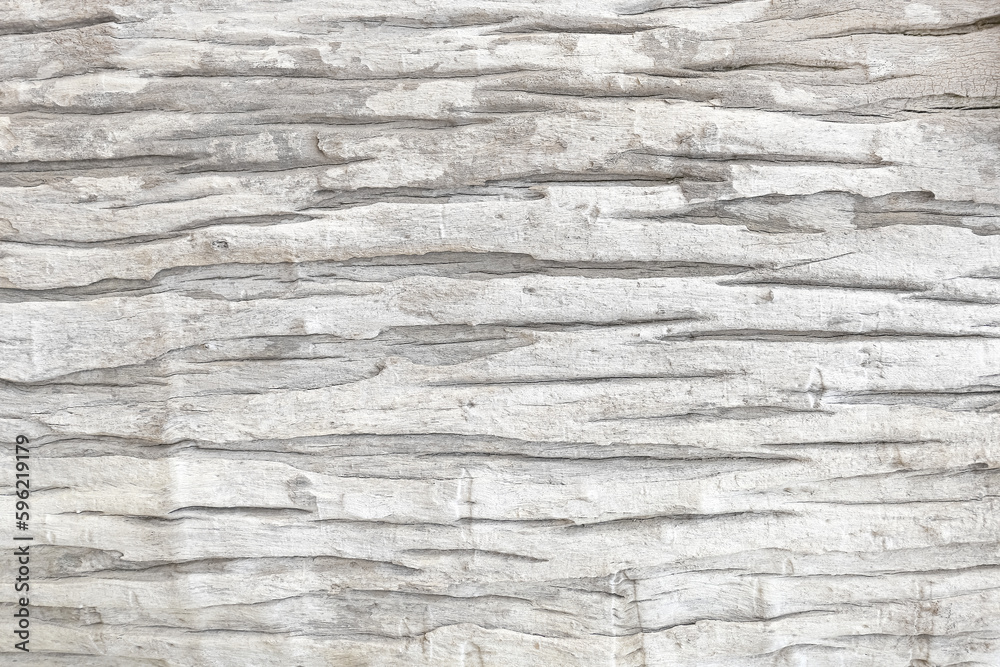 The texture of the bark tree Detailed bark texture. Natural background The texture of the bark tree Detailed bark texture. Natural background