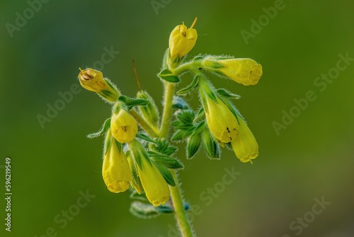 Canvastavla Onosma tornensis, syn