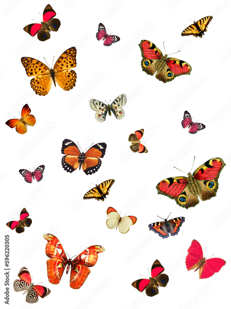 Fototapeta premium Abstract butterfly print design on plain base 