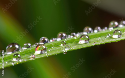 Huge reflective water droplets on a blade of grass