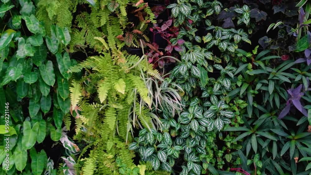 Mixed green plants growing on a vertical living wall in a beautiful tropical garden