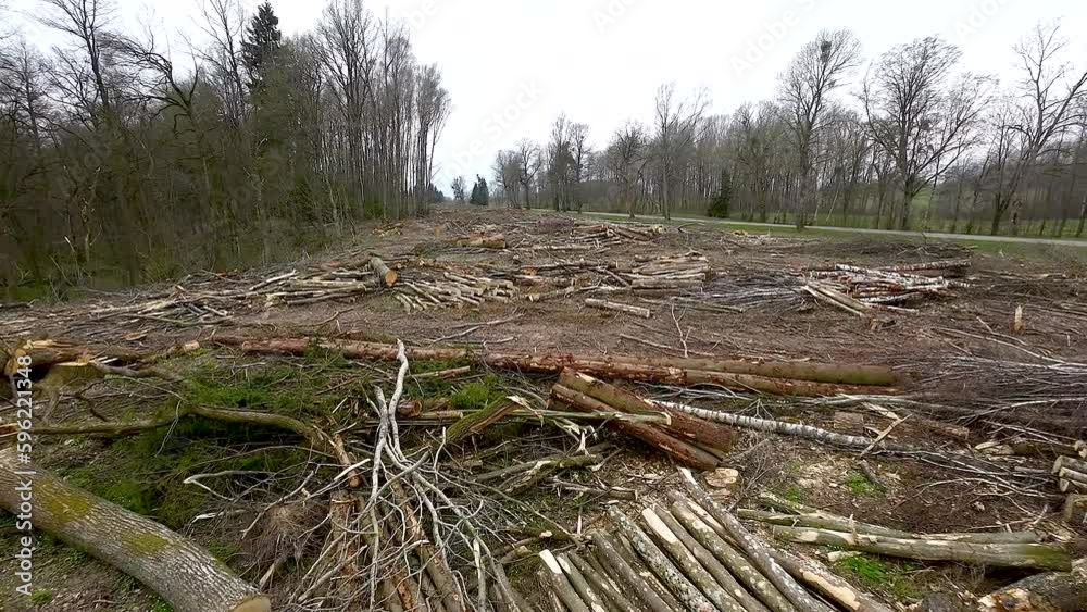 Aerial flying forward over a felled forest with messy piles of branches and sawn pine tree trunk logs for agricultural needs. Deforestation for wood. Destruction of nature and ecosystem by people Aerial flying forward over a felled forest with messy piles of branches and sawn pine tree trunk logs for agricultural needs. Deforestation for wood. Destruction of nature and ecosystem by people