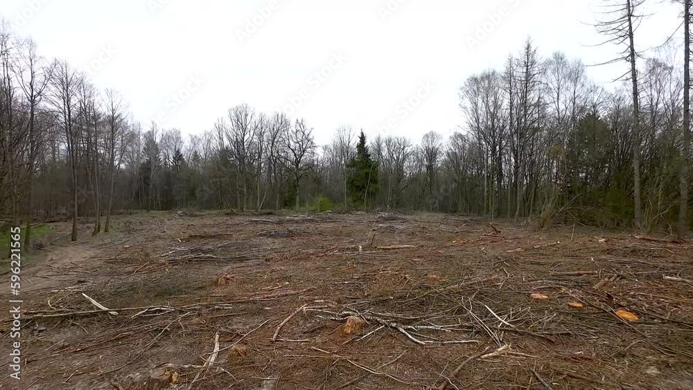 Aerial - Remains of cutting and logging waste in forest. Felling residues wood waste and stumps on the ground in the cutting area after felling trees, clearing trunks from branches Aerial - Remains of cutting and logging waste in forest. Felling residues wood waste and stumps on the ground in the cutting area after felling trees, clearing trunks from branches