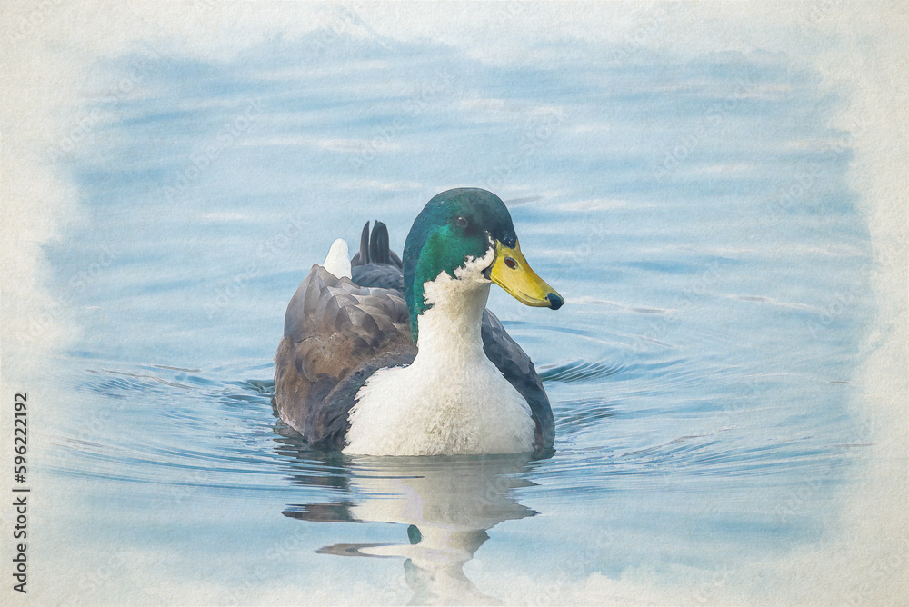 Fototapeta premium A digital watercolour painting of a farm yard duck swimming on a pond.