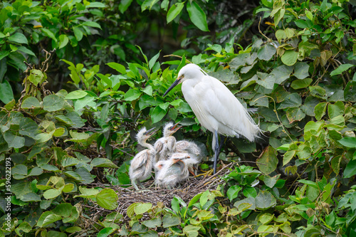 An adult young egret in the nest, feeding four egret chicks. Viewings of little egrets, cattle egrets and night herons. Pinglin, NewTaipei.