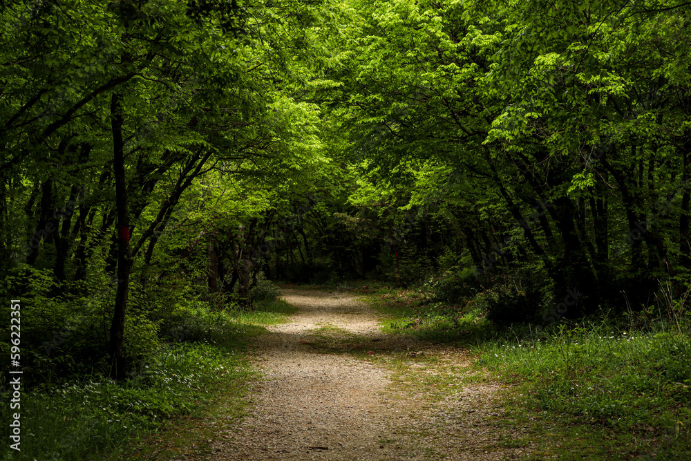 Obraz premium path in the forest at midday