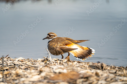 Photography A killdeer(Charadrius vociferus) stands in shallow water with spread tail feathers