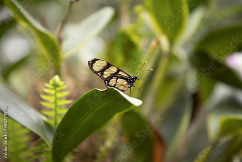 Fototapeta Butterfly in the ornithological park of Foz Do Iguacu