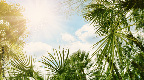 Bottom up view of palm trees in Spain.