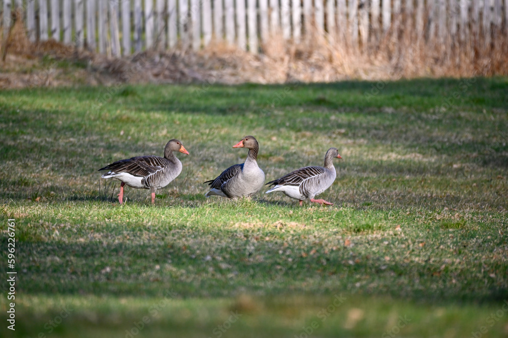 greylag goose walking on grass Motala Sweden greylag goose walking on grass Motala Sweden