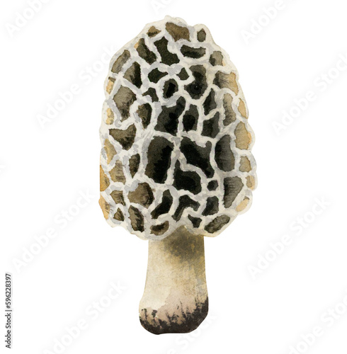 Watercolor morchella, morel mushroom botanical illustration isolated on white background. Hand drawn fungi realistic clipart. Edible mushroom
