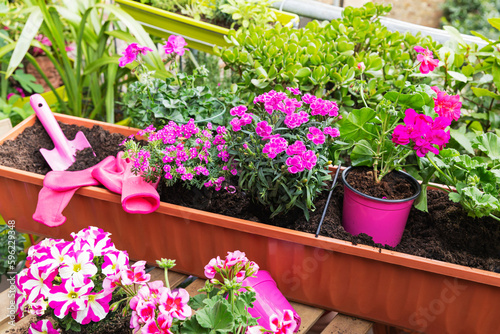 Planting of pink summer flowers in balcony garden photo