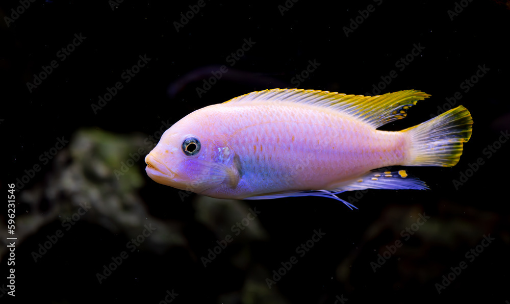 Ice blue zebra albino - maylandia greshakei - swimming in an aquarium Ice blue zebra albino - maylandia greshakei - swimming in an aquarium