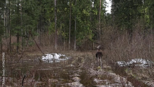 View of female moose eating plants in the swamp
