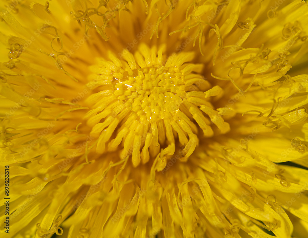 yellow dandelion flower as background. yellow dandelion flower as background.