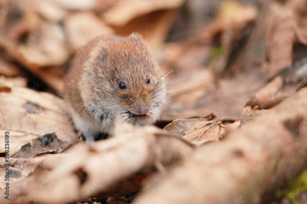 Bank vole looking for food. Vole in the nature habitat. Wildlife scene from european forest. Myodes glareolus Bank vole looking for food. Vole in the nature habitat. Wildlife scene from european forest. Myodes glareolus