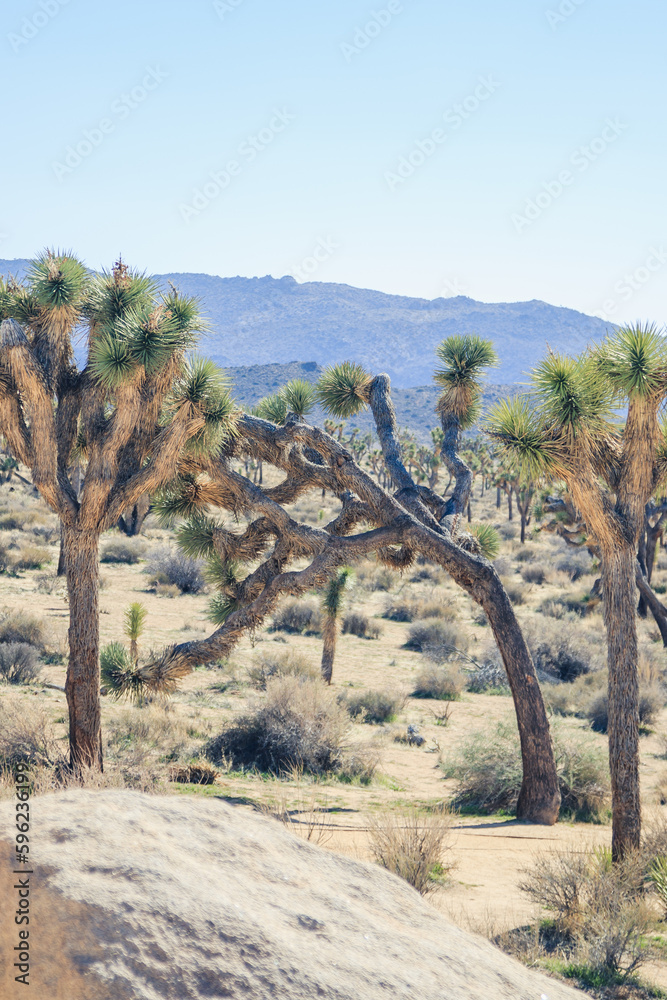 Hiking through the beautiful Joshua Tree National Park near Los Angeles and San Diego in California, USA Hiking through the beautiful Joshua Tree National Park near Los Angeles and San Diego in California, USA