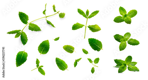 Fresh garden mint herb leaves, leaf and sprig collection isolated against a transparent background.