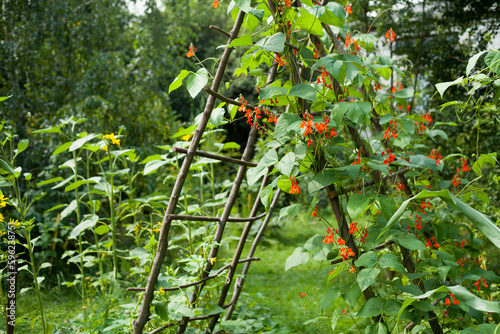 Tableau sur toile Runner Bean 'Scarlet' climbing on the wooden structure in the vegetable garden - this variety produces ornamental red flowers and delicious sweet edible pods
