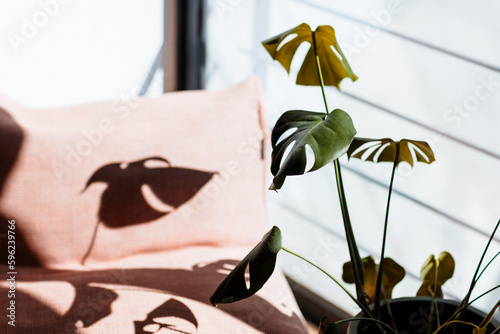 Plante verte au soleil devant la fenêtre