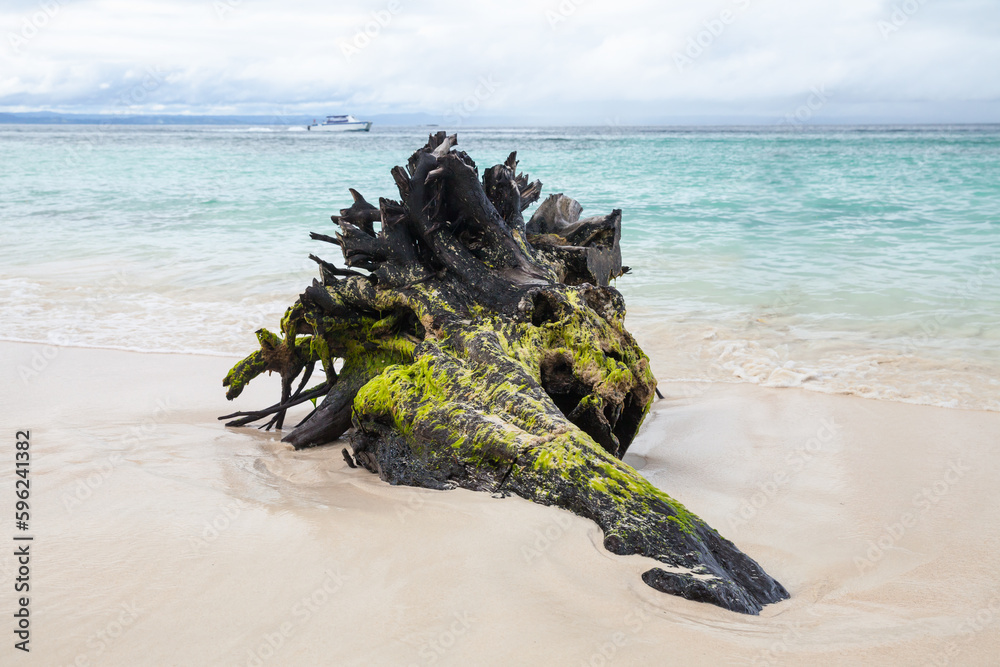 Old driftwood with algae lays on an empty beach in shore water