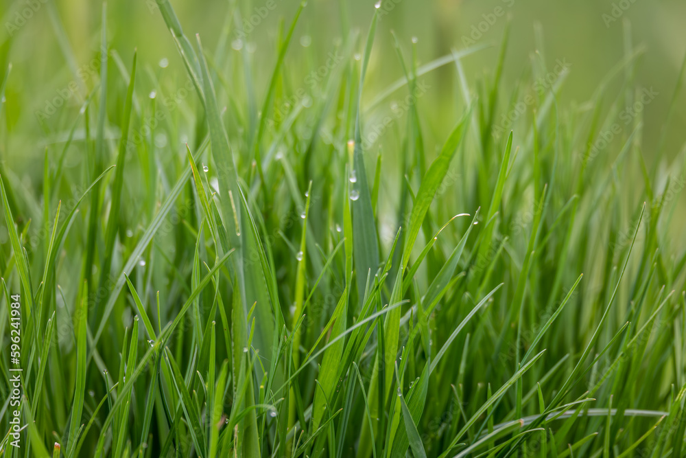 Fresh green grass in spring garden for natural background, wallpaper or backdrop use Fresh green grass in spring garden for natural background, wallpaper or backdrop use