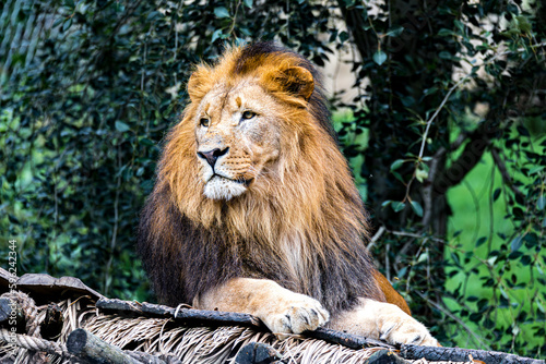 Majestic male of Southwest African lion or Katanga lion  Panthera leo bleyenberghi