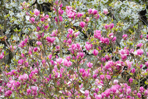 Magnolia tree blossom in springtime. tender pink flowers in sunlight. warm April weather