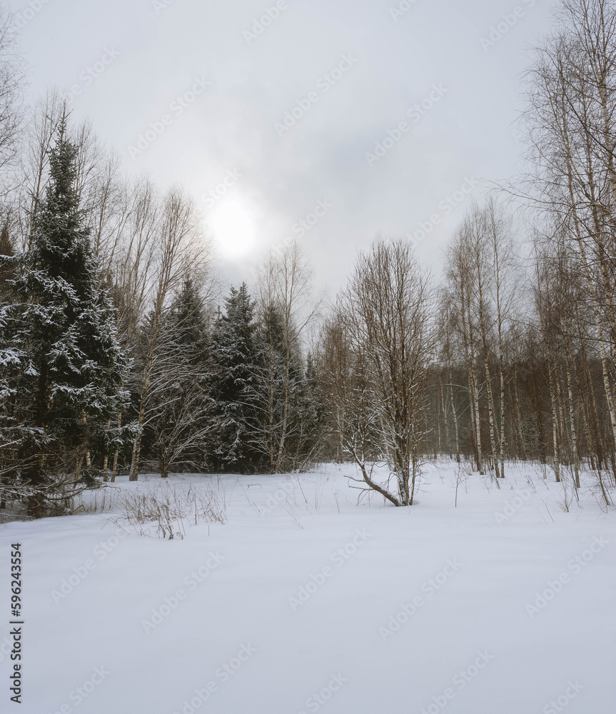 A tree in a snowy meadow