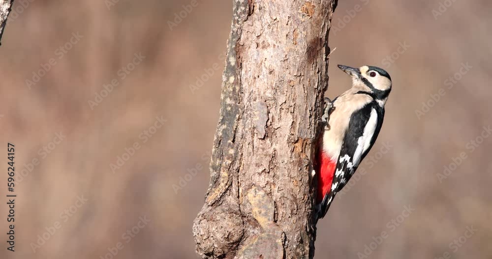 Great Spotted Woodpecker Dendrocopos Major splendid female bird perched on a tree trunk and pecking bark