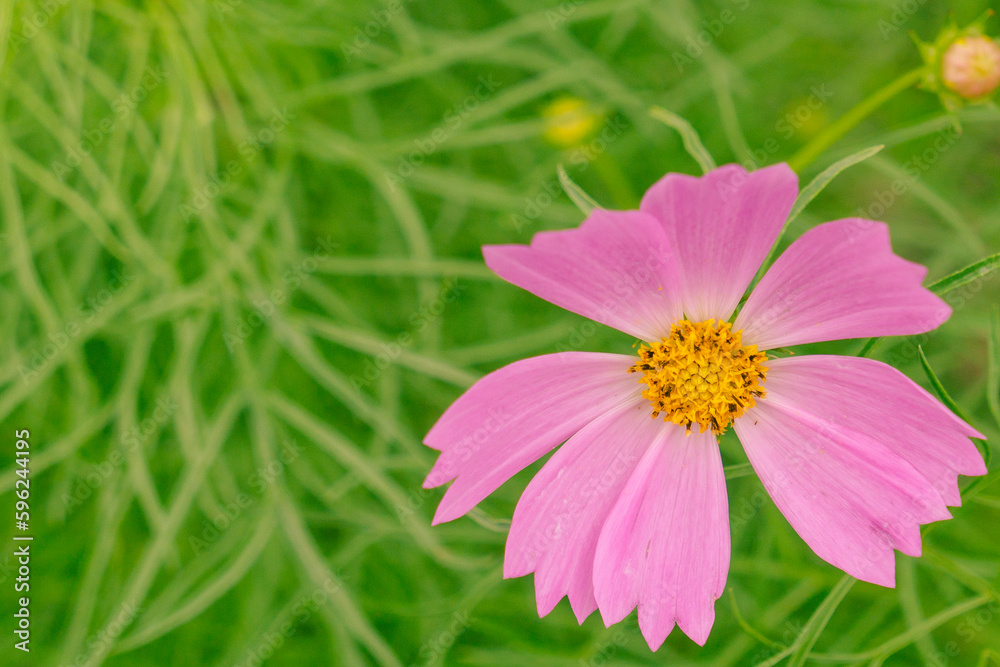 Fototapeta premium Cosmos flower on green grass background with copy space for text.