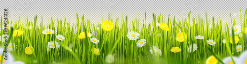 Realistic green grass border with flowers isolated on transparent background. Vector illustration of beautiful spring garden with lush lawn, colorful blossom. Organic herbs. Landscape design element