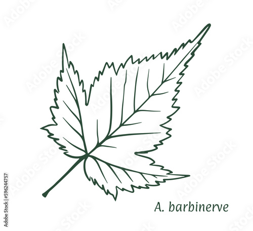Green maple leaf. The sketch is drawn by hand, in ink with a pencil. Names in Latin. Acer barbinerve. Isolated on white background. Vector. photo