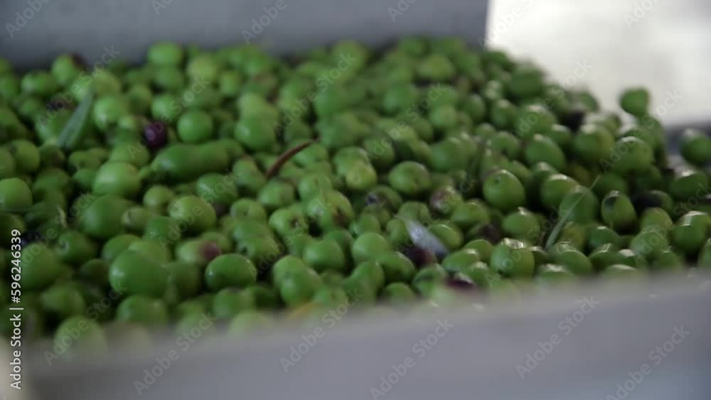 Close up green olives being transported on a conveyer belt. Oil mil in Sicily Close up green olives being transported on a conveyer belt. Oil mil in Sicily