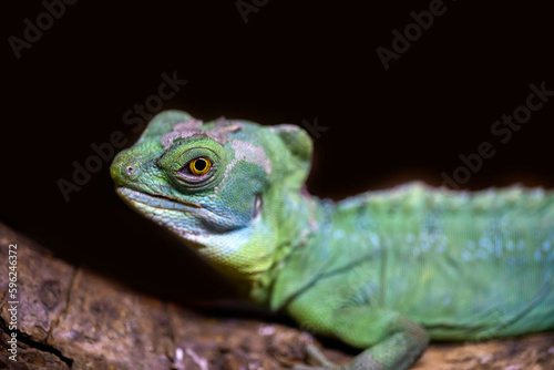 Macro shot of green Lizard over dark background