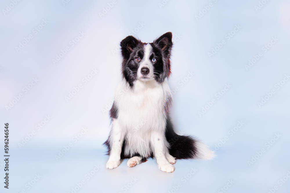 A young Border collie dog sits on a light background for 9 months after grooming in a grooming salon. Studio photo