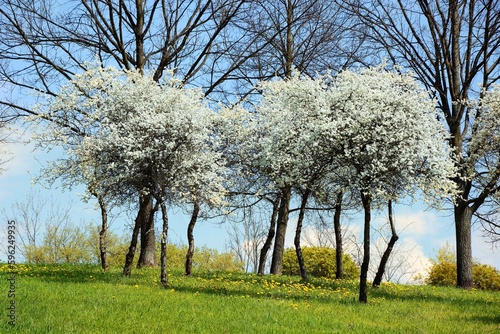 Low trees blooming with white flowers in spring