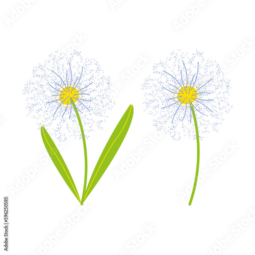 Dandelion flower, Dandelion flower set illustration vector.