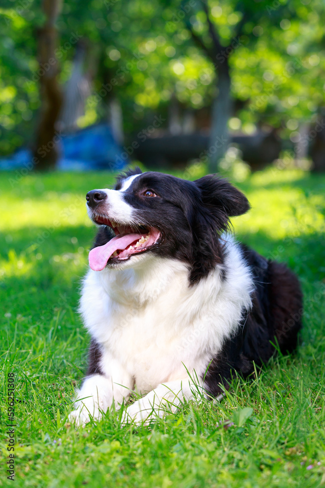 Dog breed Border Collie