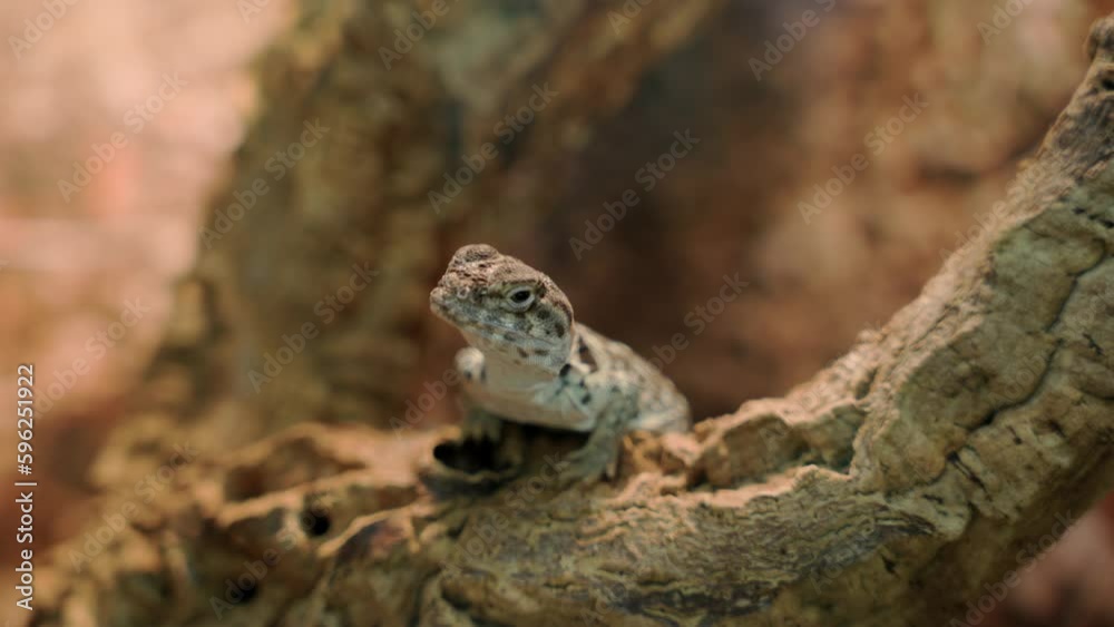 Collared iguana poses on a tree. lizard. reptiles Collared iguana poses on a tree. lizard. reptiles