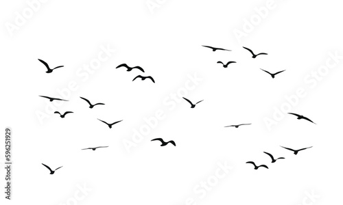 flock of birds flying © uur