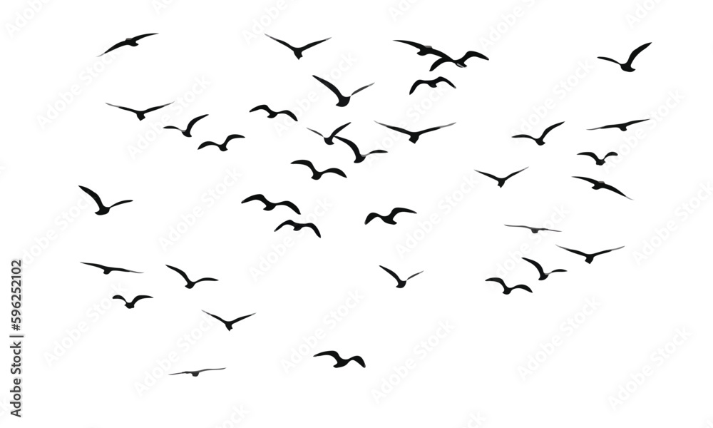 Obraz premium abstract birds flight vector shape