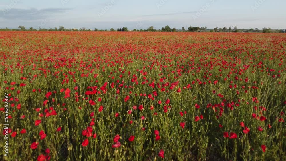Aerial view on poppy field at sunset, with red poppies and wildflowers glowing in the evening light. Beautiful field scarlet poppies flowers in motion blur. Glade of red poppies. Papaver sp. Nobody Aerial view on poppy field at sunset, with red poppies and wildflowers glowing in the evening light. Beautiful field scarlet poppies flowers in motion blur. Glade of red poppies. Papaver sp. Nobody