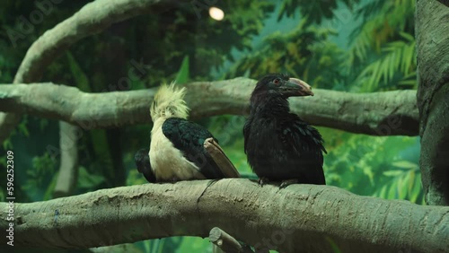 two Luzon rhinoceros birds are sitting on a tree. itching. zoo. terrarium.
