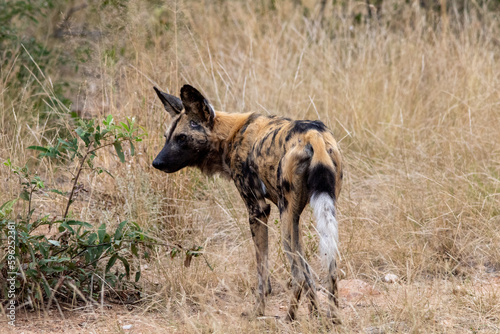 African wild dog in the bush 